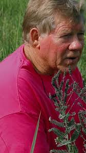 The Prairie Minute with Frank Oberle: Lead Plant #climatesmart  #soilconservation #prairierestoration