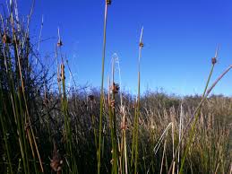 Image result for Ficinia