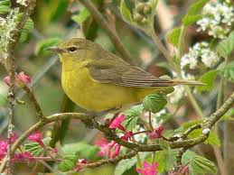 From your backyard, in your neighborhood click on the images below to find photos and information to help you identify birds you're likely to see, and start your birding adventure! Backyard Birds Nwnature Net