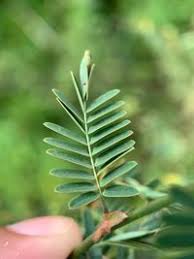 Image result for Aeschynomene sensitiva