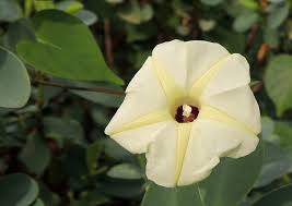 Image result for Ipomoea obscura