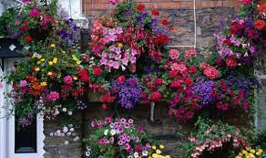 Normally, our team will track the evaluation of customers on relevant products to give out the results. Alan Titchmarsh On Hanging Flower Baskets Express Co Uk