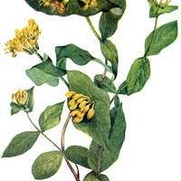 Image result for Rytigynia macrura