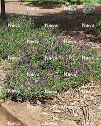 Image result for Hardenbergia comptoniana