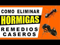 Con este método eliminamos las hormigas de nuestra casa, sin utilizar venenos. Remedios Caseros Para Eliminar Hormigas En La Casa Youtube