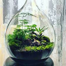 pin auf terrarium
