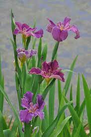 Garden Diva Garden Flowers Iris