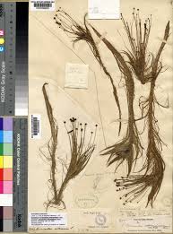 Image result for Eriocaulon setaceum