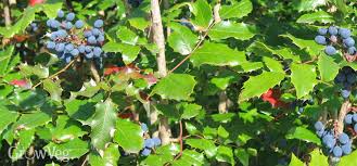 In this article, we cover the top seven types of flowers bees prefer and when to plant them! Top Five Native Shrubs For Pollinators