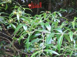ما الفرق بين الوسمة والكتم