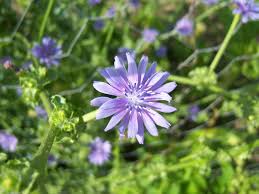 Image result for Cichorium