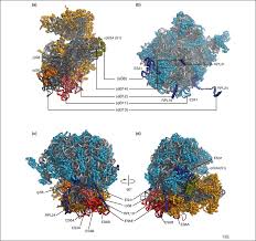 Check spelling or type a new query. Atomic Structures Of The Eukaryotic Ribosome Sciencedirect
