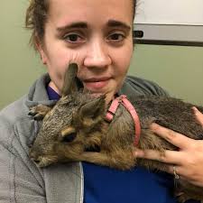 Jessica's Pet Sitting