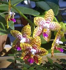 Maybe you would like to learn more about one of these? Georgia S Vibrant Flower Gardens