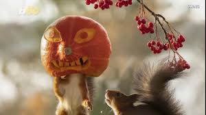 Hi all, in this video you'll find breathtaking wedding head table decoration and backdrop ideas. Pumpkin Head Photographer Captured Squirrels Getting In The Halloween Spirit Youtube