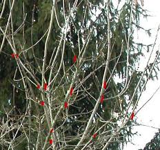 Maybe you would like to learn more about one of these? How To Prune An Overgrown Apple Tree
