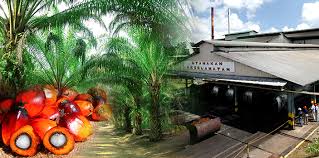 Characteristics of palm oil mill effluent depend on the quality of the raw material and palm oil production processes in palm oil mills. Pre Commercialized Integrated Anaerobic Aerobic Bioreactor Iaab For Palm Oil Mill Effluent Pome Treatment Biogas Generation Mei Fong Chong Denny K S Ng David Lian Keong Lim Journal Of Oil Palm Environment