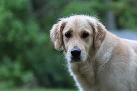 They were recognized by the american kennel club in 1925 and were the first american kennel club obedience trial champion. Why Is My Golden Retriever Losing Hair In Clumps And How To Fix It Born For Pets