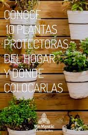 Los cactus son excelentes platas para tener en todo tu hogar, cada uno de ellos tiene una simbología y significado especial. Pin En Plantas