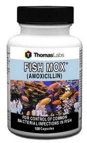 Fish Mox L Amoxicillin 250mg For Fish Medi Vet Fish Antibiotics Gram Negative Bacteria Fish