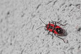 Începe să perfectezi actul de care ai nevoie. Am Gasit Goanga Asta Si Ma Gandeam Ca E Atat De Comuna Si Totusi Nu Stiu Nimic Despre Ea Romania