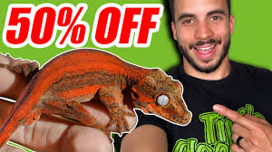 Emptyback Crested Geckos can be confusing but hopefully this helps