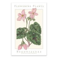 Image result for Begoniaceae