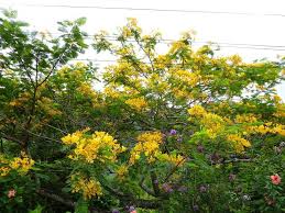 Image result for Delonix