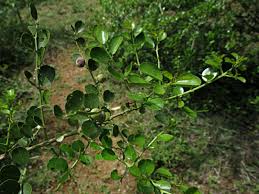 Image result for Scutia myrtina