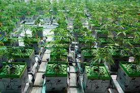 This article will arm you with the knowledge you need to successfully set up a hydroponics garden in your home and provide suggestions of plants that will grow readily. Hydroponic Growing A Beginner S Guide To Growing Weed At Home Weedmaps