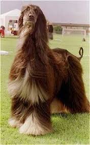 I Wish I Could Have One With Images Afghan Hound Hound Dog Breeds Hound Dog