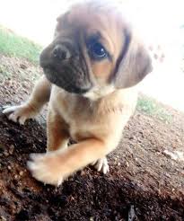 His fur coat is super thick and fluffy, without defects. Puggle Puppies For Sale For Sale In Mesa Arizona Classified Americanlisted Com