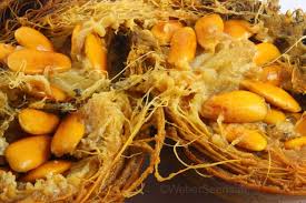 Image result for Picralima nitida