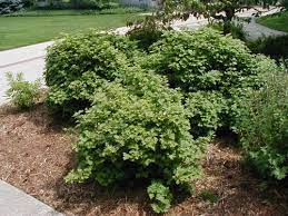 Its relatively fine texture sets it apart from other landscape plants with less refined foliage. Dwarf Cranberrybush Viburnum