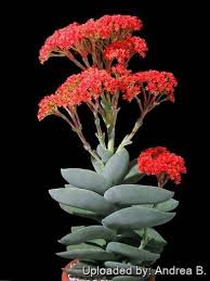 Image result for Crassula perfoliata