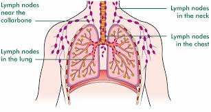 Right superficial lymphatic vessels of chest. How The Lungs And Respiratory System Work With Diagrams Macmillan Cancer Support