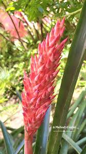 Image result for Bromeliaceae