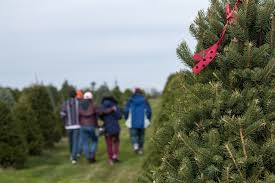 Where You Can Find Christmas Tree Farms In Central Ohio