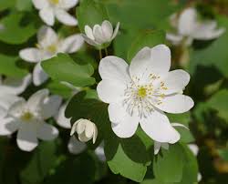 Please note the benefits of native. Thalictrum Thalictroides Wikipedia
