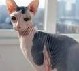 Sphynx Kittens For Sale by Reputable Breeders | Pets4You