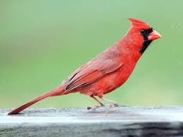 Birds That Look Like Cardinals But Aren T Photos And Videos For Northern Cardinal All About Birds Cornell Lab Of Ornithology Birds Northern Cardinal Backyard Birds
