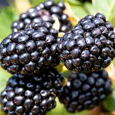 Image result for Rubus