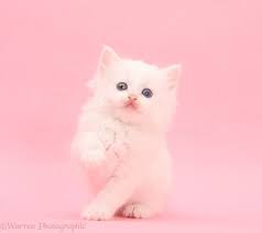 15 beautiful vintage kitten and cat pictures. White Kitten On Pink Background Photo White Kittens Kitten Images Pink Background