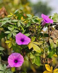 Image result for Ipomoea asarifolia