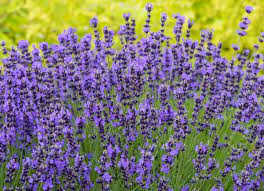 Maybe you would like to learn more about one of these? The Best Flowers For Bees Bob Vila