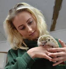 Highlighting prickly problem of the decline in hedgehogs