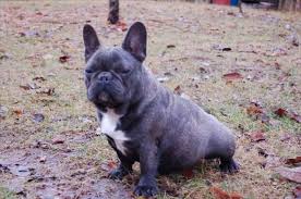 Patrick and kathy o'drowsky nifty french bulldogs box 2767 253 james street n st. Blue French Bulldog Puppies For Sale In Vancouver British Columbia Your Pet For Sale