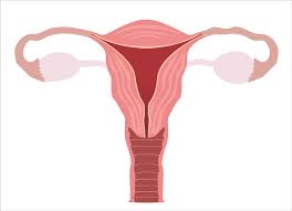 Premature birth, before 37 weeks, is globally the biggest cause of. Loving Your Womb Your Body Has The Answer