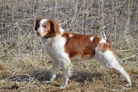✅ free shipping on many items! Welsh Springer Spaniel Puppies For Sale Mn