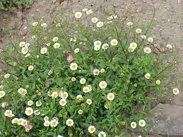 Image result for Erigeron karvinskianus